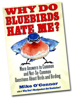 BluebirdsHateMe