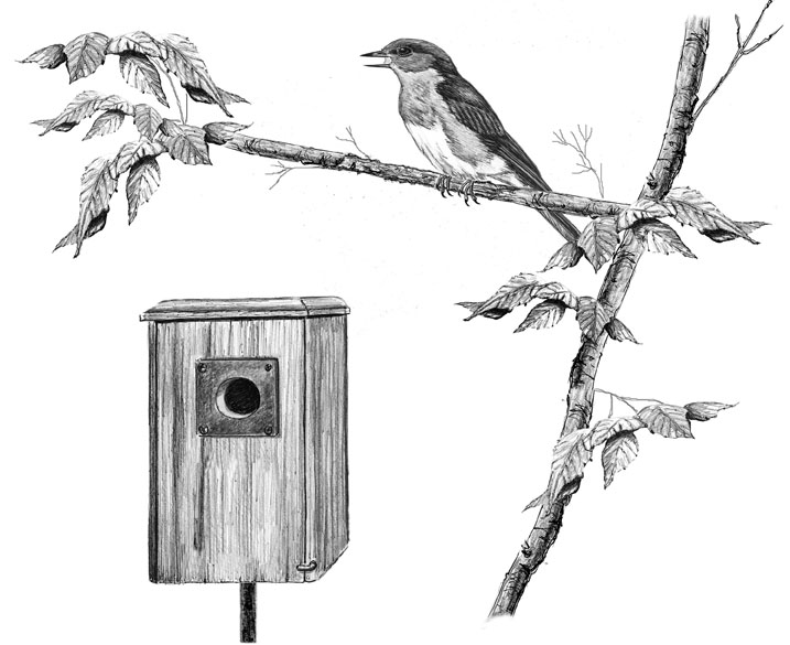 How Bluebirds Decide On A Nesting Box