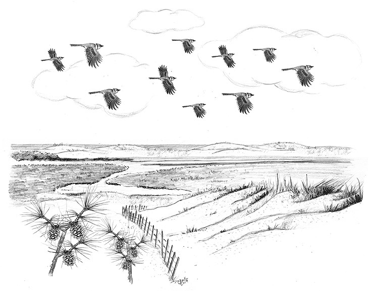 Blue Jay Migration