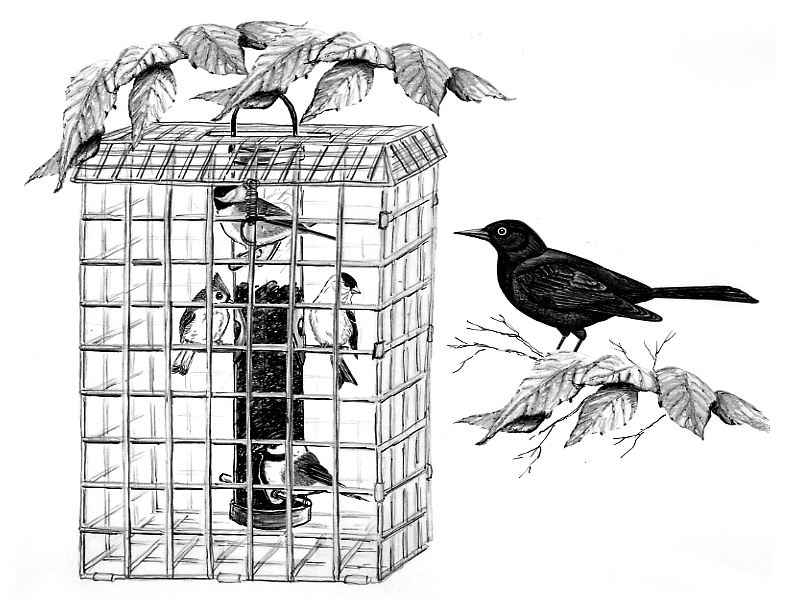Keeping Grackles Off Your Feeder