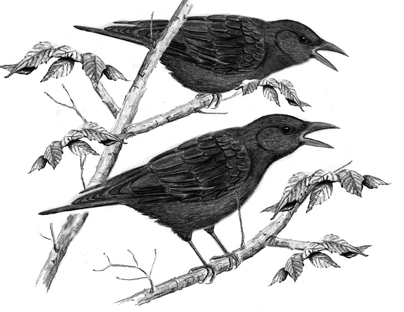 The Complex Language of Crow Calls