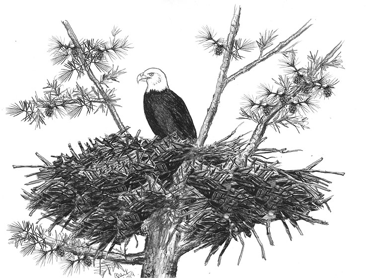 Update on Nesting Eagles in Brewster