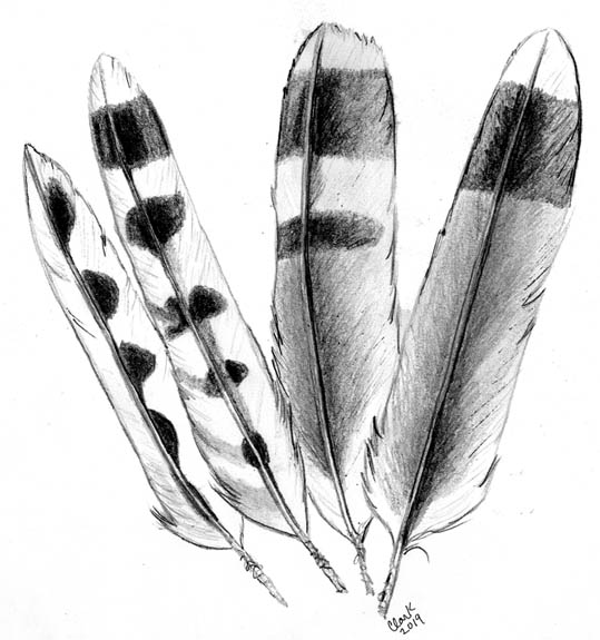 Feather Identification