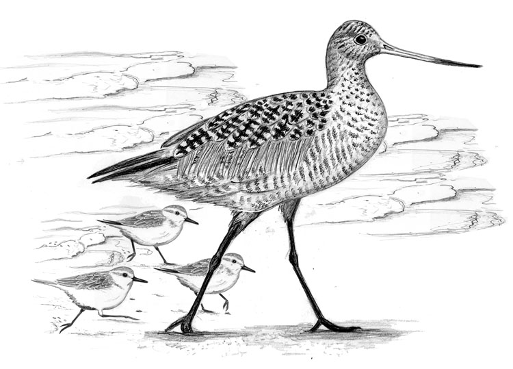 The Marbled Godwit