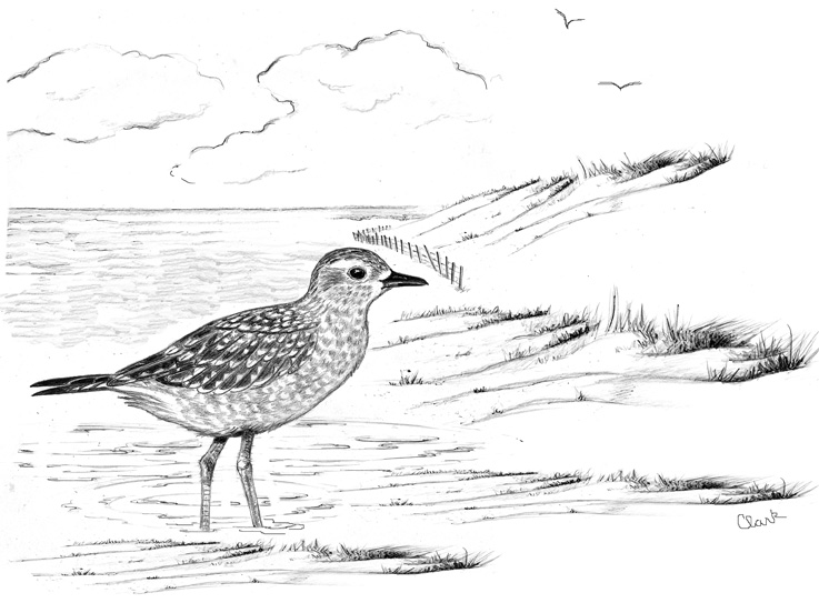 The American Golden-Plover