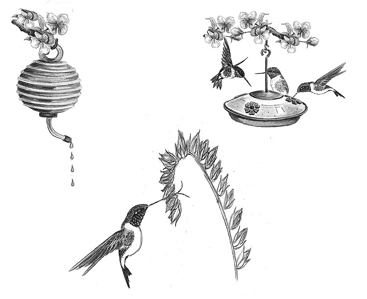 Hummingbird Feeders That Do Not Drip