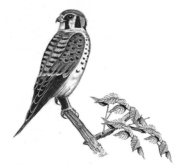 American Kestrel