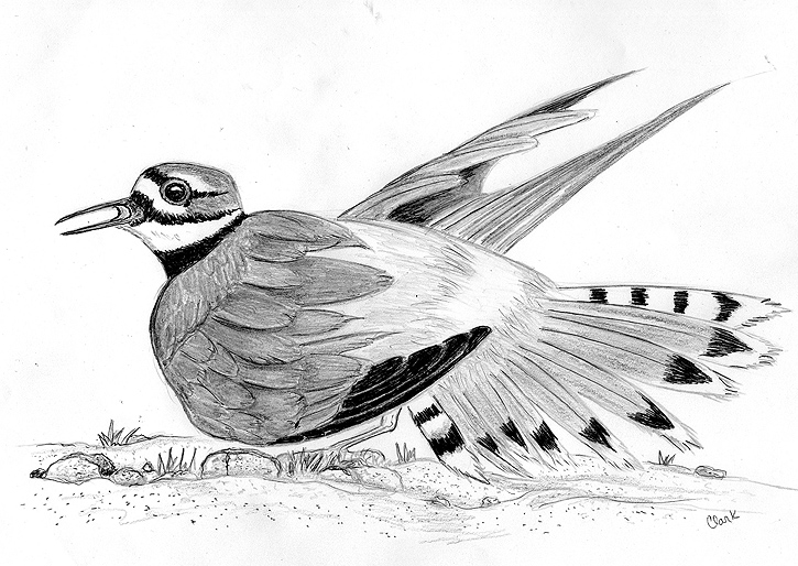 The Killdeer Broken Wing Act