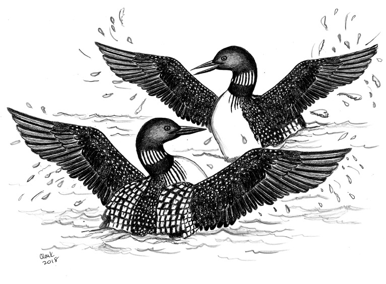 The Connecticut Lakes of New Hampshire & Fighting Loons