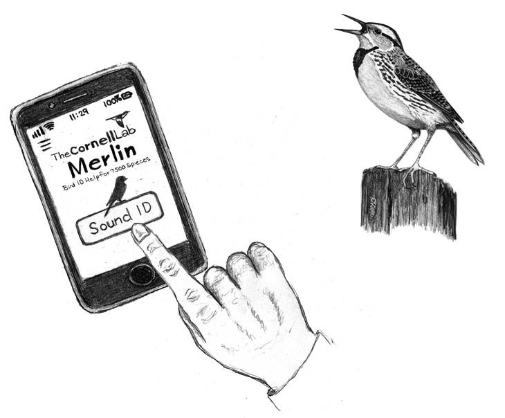 Cornell Merlin Bird App