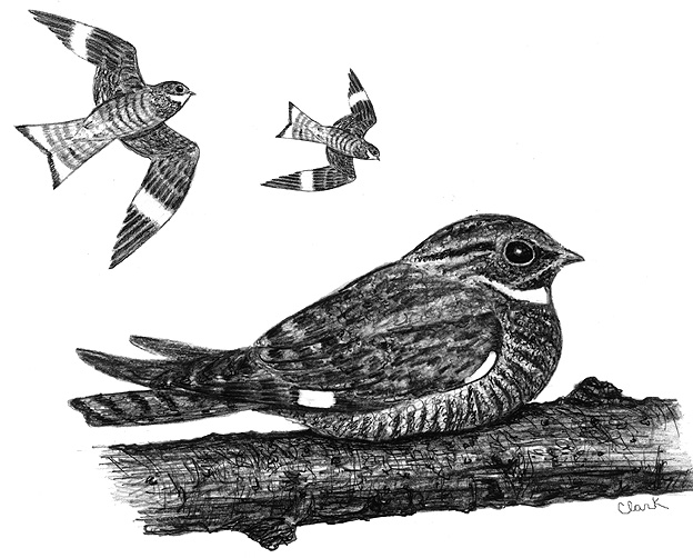 Common Nighthawks