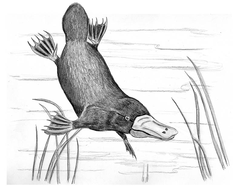 The Unusual & Interesting Platypus