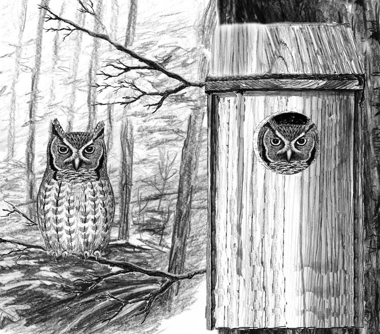 Not Too Late For An Owl Box