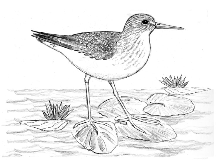 Solitary Sandpiper