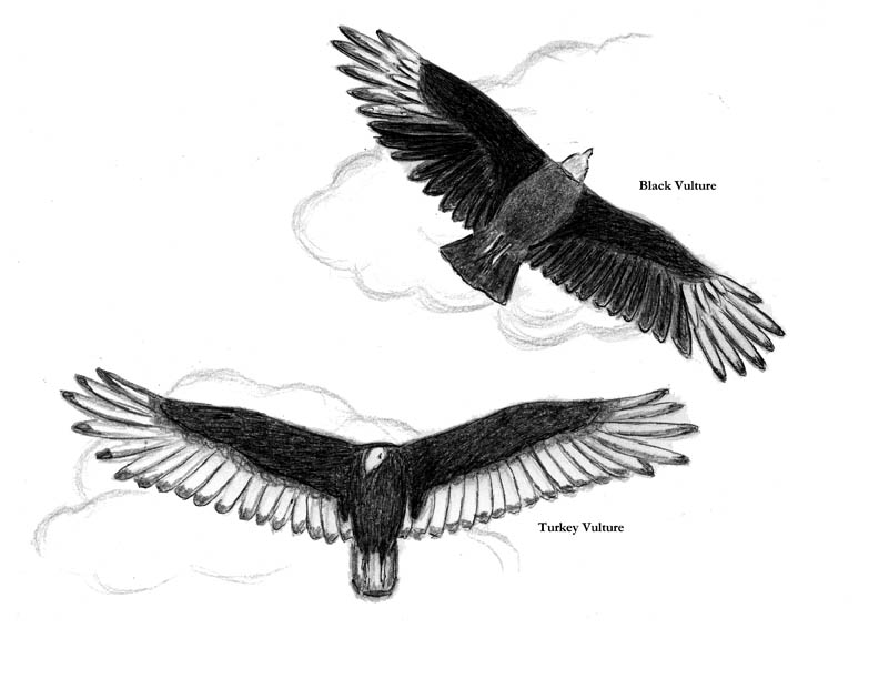 Turkey Vultures and Black Vultures
