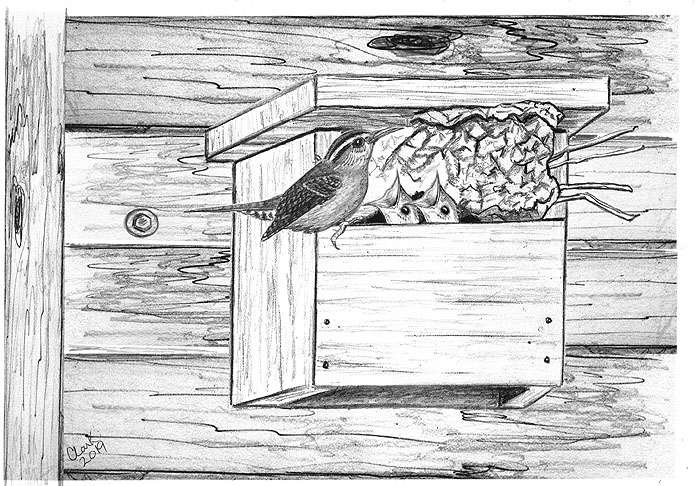 What Carolina Wrens Like For a Nesting Box