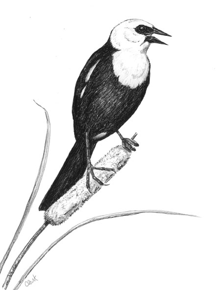 A Yellow-Headed Blackbird Visits Truro