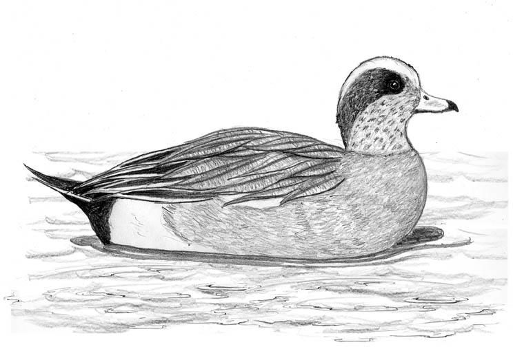 American Wigeon