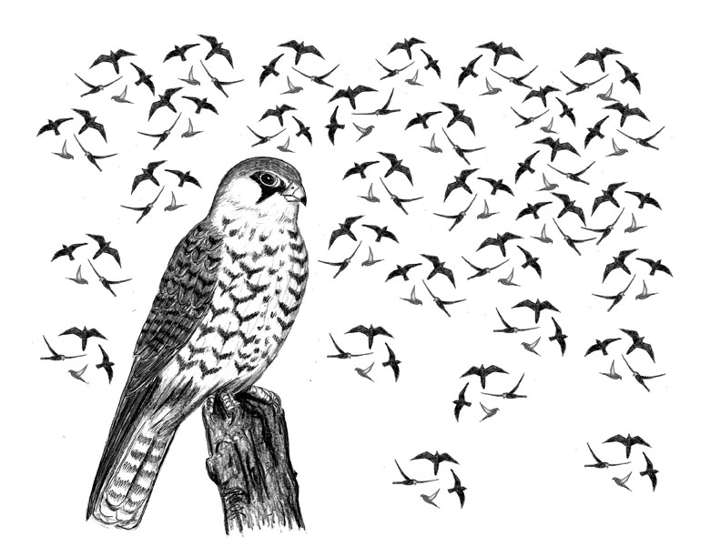 The Amur Falcon
