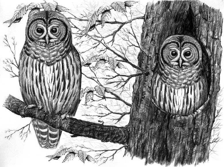 Barred Owls