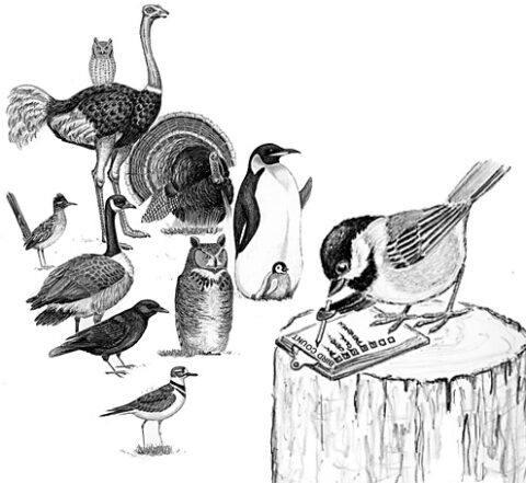 How Many Birds Are There Really? | Bird Watcher's General Store