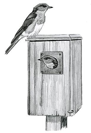 It’s Okay to Check Nesting Boxes