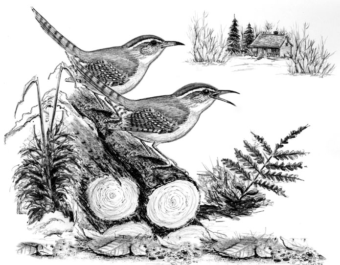 Carolina Wrens Sing to Defend Their Winter Territory