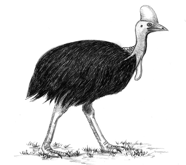The Cassowary Makes the List of One of The World’s Most Dangerous Creatures
