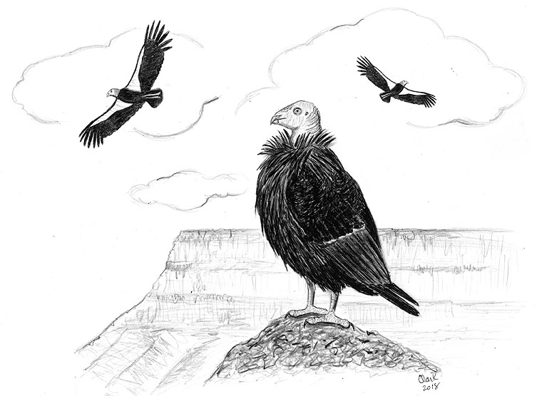 California Condors Are Back