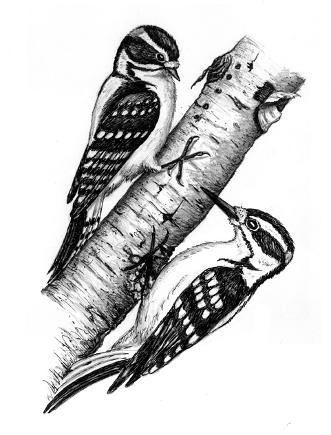 Identifying The Downy vs. The Hairy Woodpecker