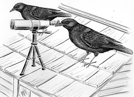 The Keen Eyesight of Birds