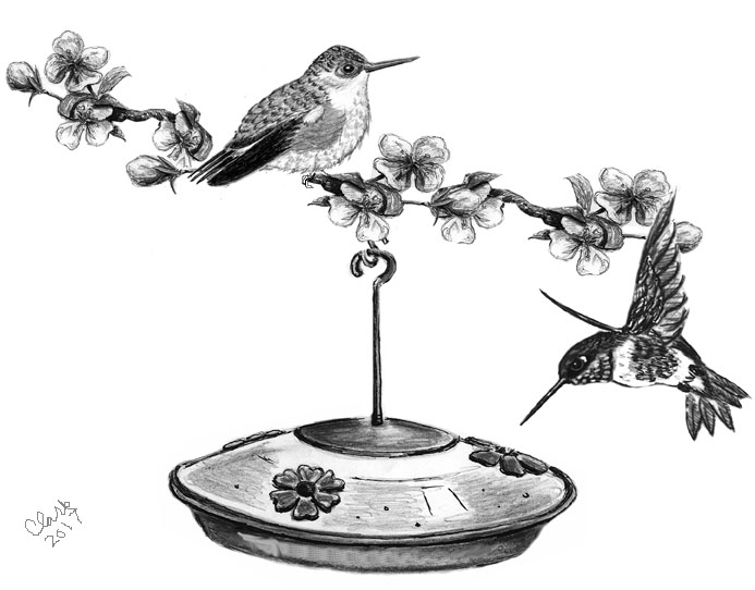 Begging Baby Hummingbirds Will Be Ignored