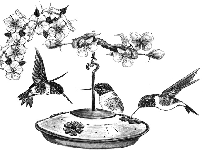 The Right Time to Put Out Hummingbird Feeders