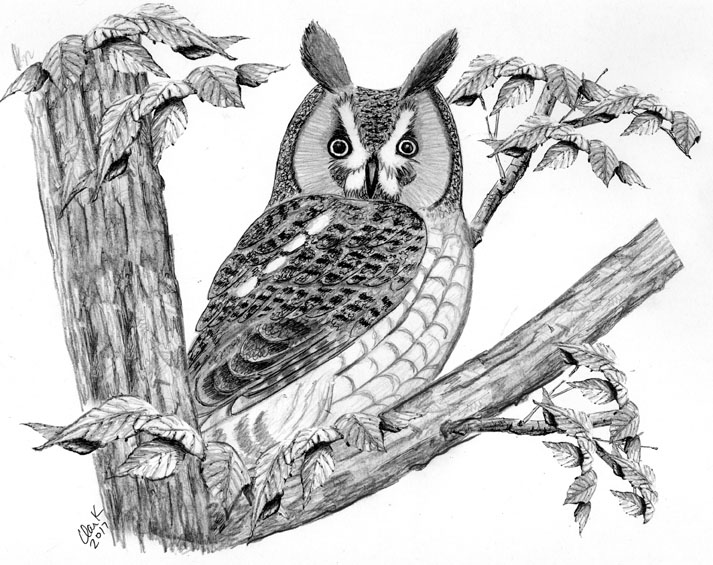 The Long-Eared Owl
