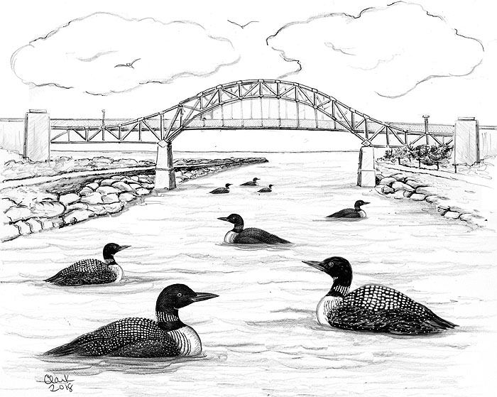 Loons And Other Cool Birds in the Cape Cod Canal