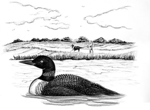 Loon Scene Lone Loons Are Young and Common on Cape Cod | Bird Watcher's General Store