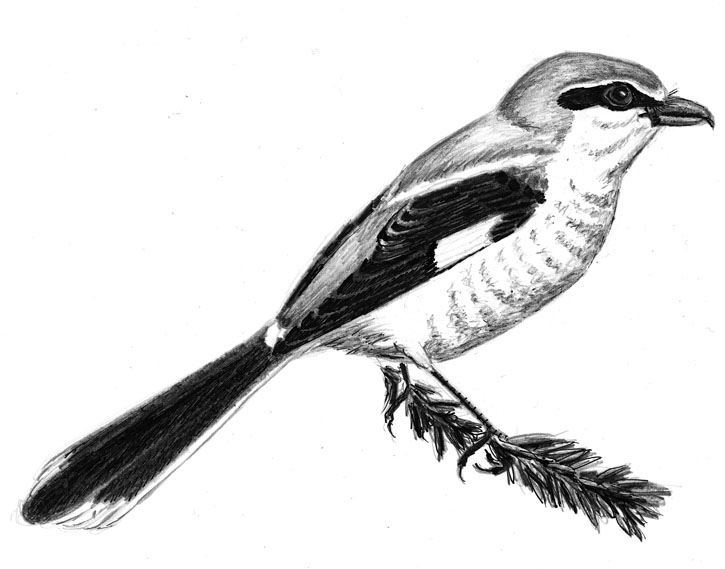 Northern Shrike