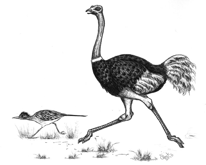 Ostrich or Roadrunner Which One is Faster?