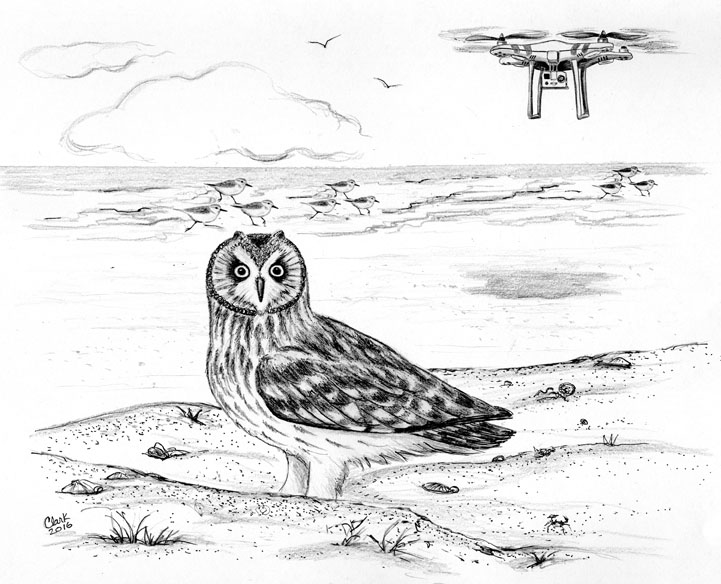Drone Discovers Short-eared Owl