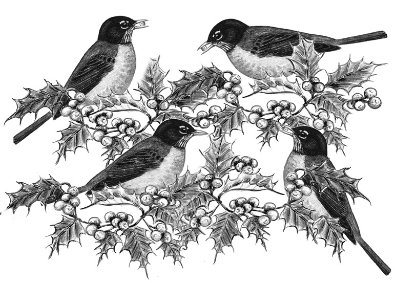 Flocks of Robins Suddenly Appear