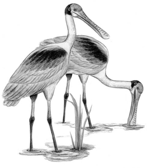 Roseate Spoonbills | Bird Watcher's General Store