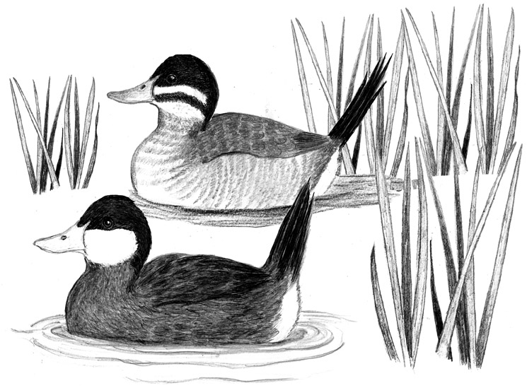 Ruddy Ducks and Duck Boats