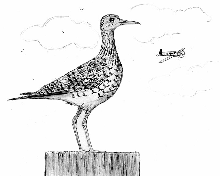 Where To See The Upland Sandpiper