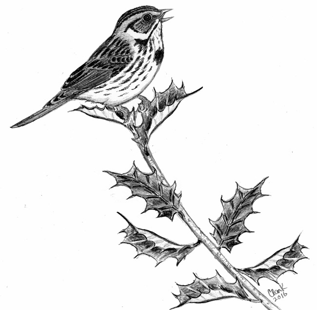 The Variety of Song of the Song Sparrow