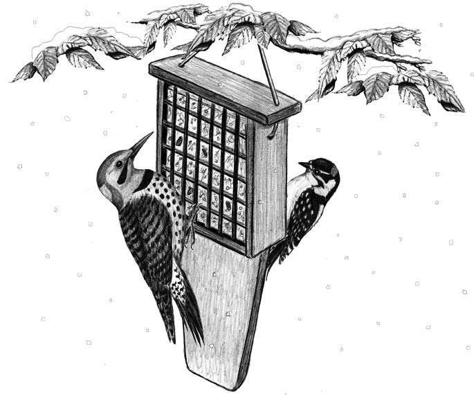 Attract Huge Amounts Of Birds To Your Yard With Suet and the Right Suet Feeder