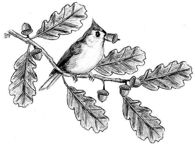 The Under Appreciated Tufted Titmouse