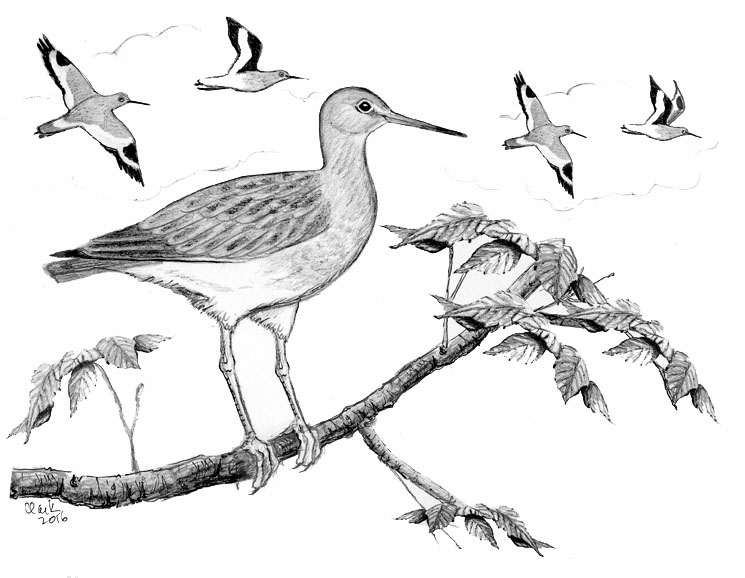 A Willet In A Tree