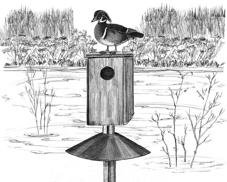 Housing for Wood Ducks