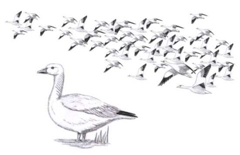 Snow Geese | Bird Watcher's General Store