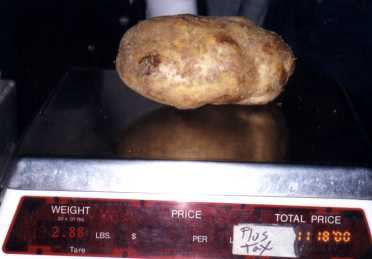 Potato Day Weigh In